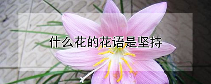 什么花的花语是坚持 什么花的花语是坚持努力