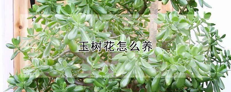 玉树花怎么养 玉树花怎么养殖方法