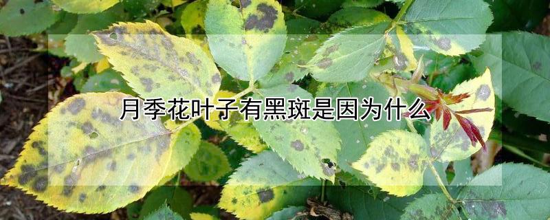 月季花叶子有黑斑是因为什么（月季花叶上长黑斑点是什么毛病?）