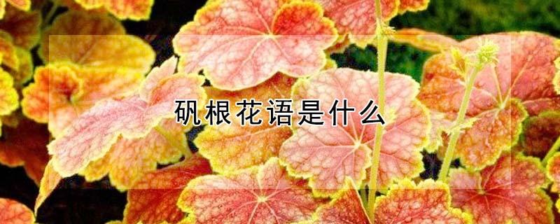 矾根花语是什么（矾根的花语是什么?）