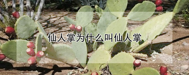 仙人掌为什么叫仙人掌（仙人掌为什么叫仙人掌,不叫其他掌）