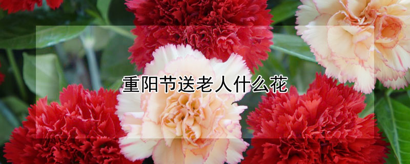 重阳节送老人什么花（重阳节送老人什么花最好看）