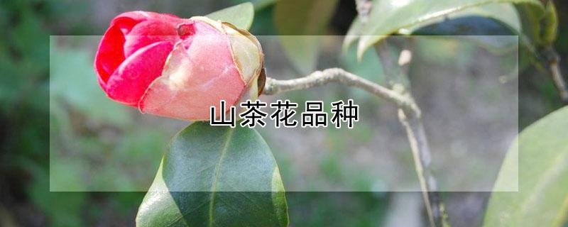 山茶花品种 山茶花系列