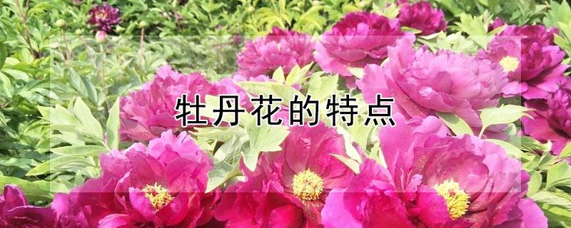 牡丹花的特点（牡丹花的特点和象征意义）