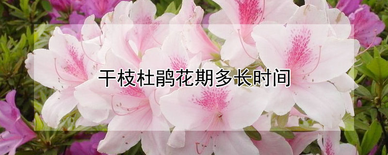 干枝杜鹃花期多长时间 干枝杜鹃几月份开花