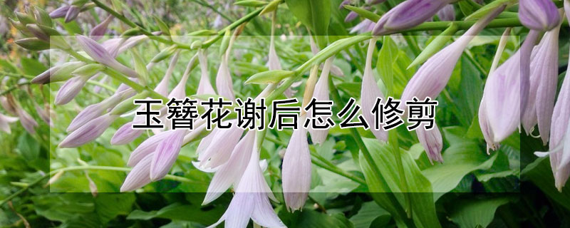 玉簪花谢后怎么修剪（玉簪花开败后要不要剪掉）