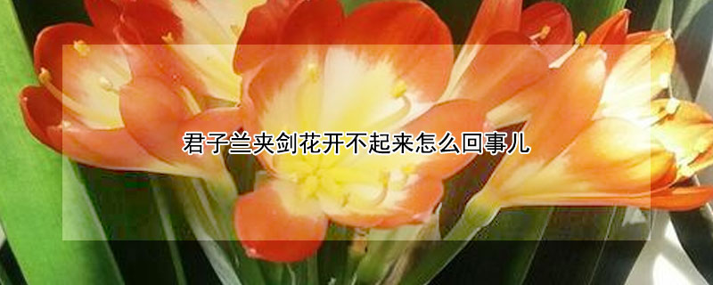 君子兰夹剑花开不起来怎么回事儿（君子兰不长花剑怎么回事）