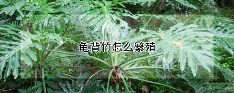 龟背竹怎么繁殖（龟背竹怎么繁殖方法）