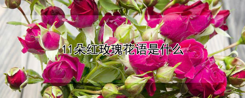 11朵红玫瑰花语是什么（11朵红色玫瑰花花语是什么?）