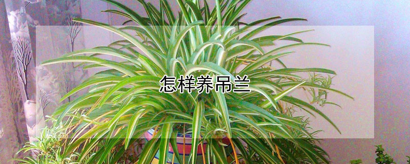 怎样养吊兰（吊兰如何养）