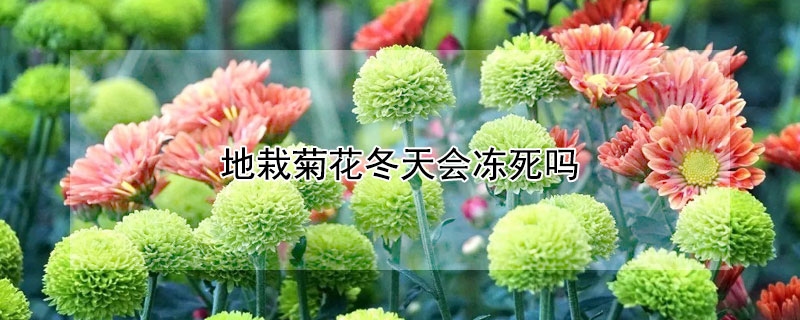 地栽菊花冬天会冻死吗（盆栽菊花冬天会冻死吗）