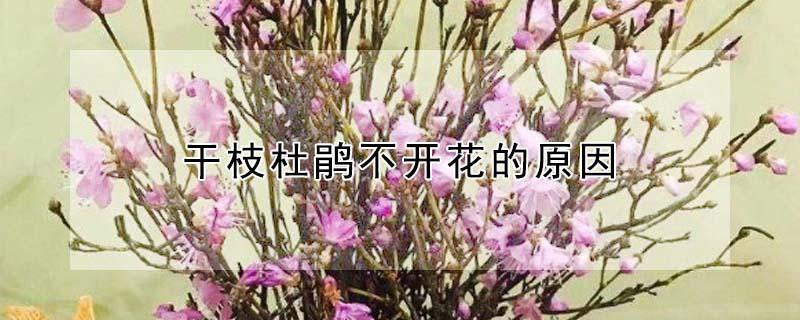 干枝杜鹃不开花的原因 杜鹃为什么只长新枝不开花