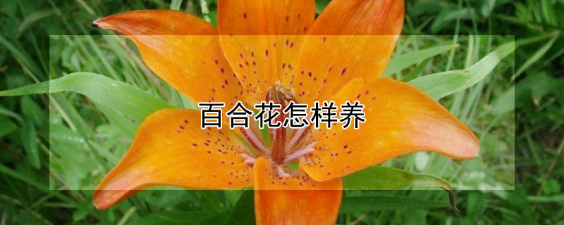 百合花怎样养（花瓶里的百合花怎样养）