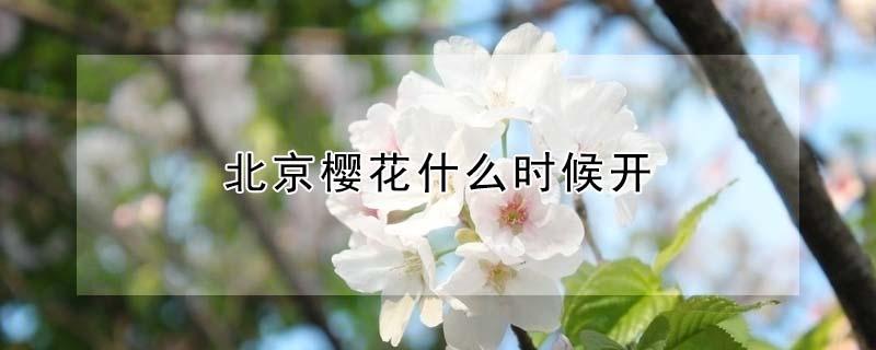 北京樱花什么时候开（北京樱花什么时候开花2021）