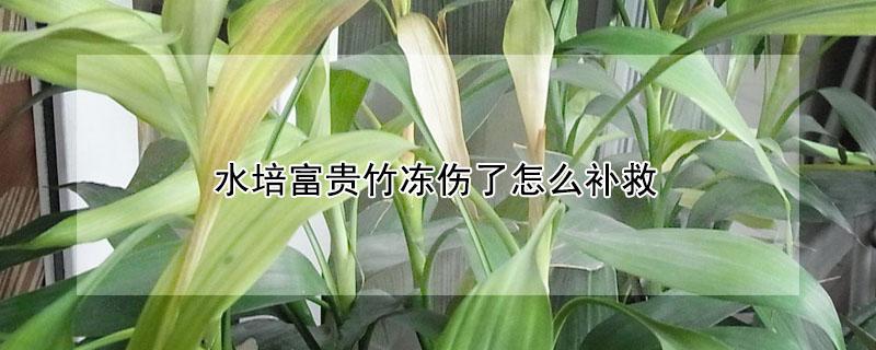 水培富贵竹冻伤了怎么补救（水培富贵竹冬季如何防冻）