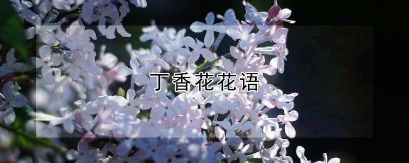 丁香花花语 丁香花花语寓意