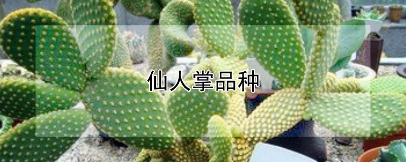 仙人掌品种（仙人掌品种大全图片及名字）