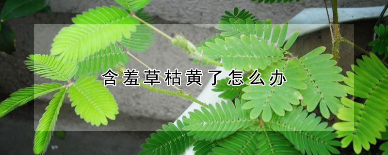 含羞草枯黄了怎么办（含羞草变黄了怎么办?）