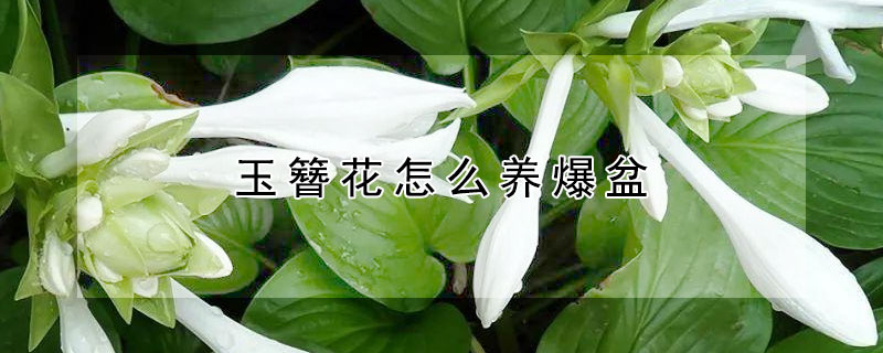 玉簪花怎么养爆盆 玉簪花怎么养开花