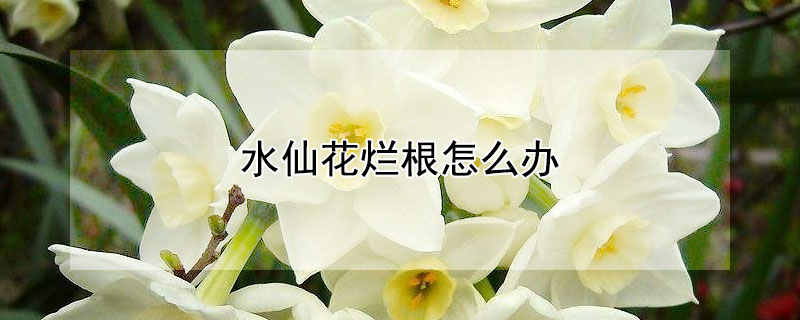 水仙花烂根怎么办 水仙花烂根了还有救吗