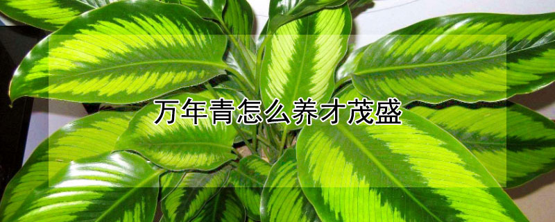 万年青怎么养才茂盛（花叶万年青怎么养才茂盛）