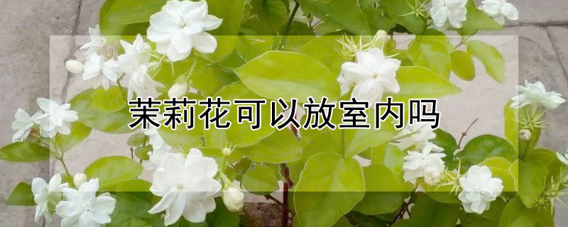 茉莉花可以放室内吗（茉莉花能放在室内）