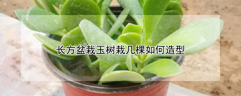 长方盆栽玉树栽几棵如何造型（栽玉树的花盆需要多大的）