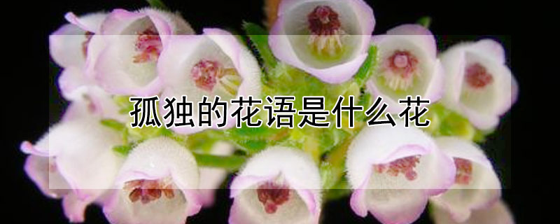 孤独的花语是什么花 什么花的花语是孤独的爱