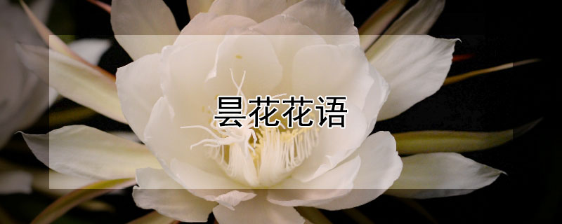 昙花花语（彼岸花花语）