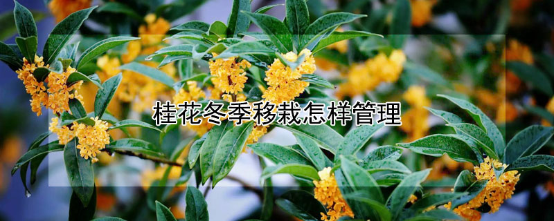 桂花冬季移栽怎样管理 桂花的冬季管理与栽培技术