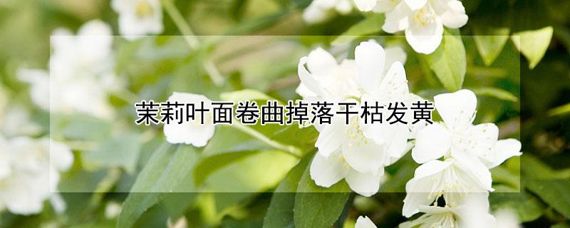 茉莉叶面卷曲掉落干枯发黄 茉莉底部叶子发黄干枯