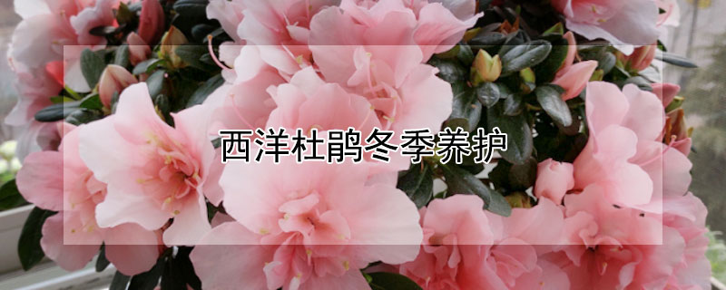 西洋杜鹃冬季养护（西洋杜鹃花冬天怎么管理）