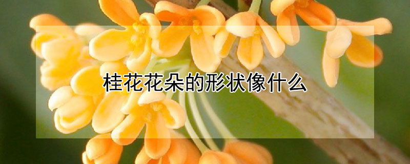 桂花花朵的形状像什么 桂花的花瓣形状像什么