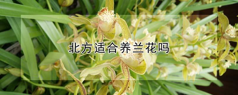 北方适合养兰花吗（兰花北方好养吗）