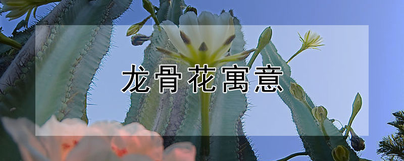 龙骨花寓意