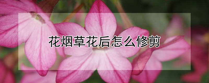 花烟草花后怎么修剪（花烟草的种植方法）