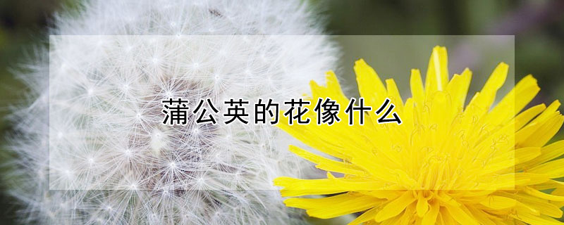 蒲公英的花像什么（蒲公英的花像什么可以张开合上）