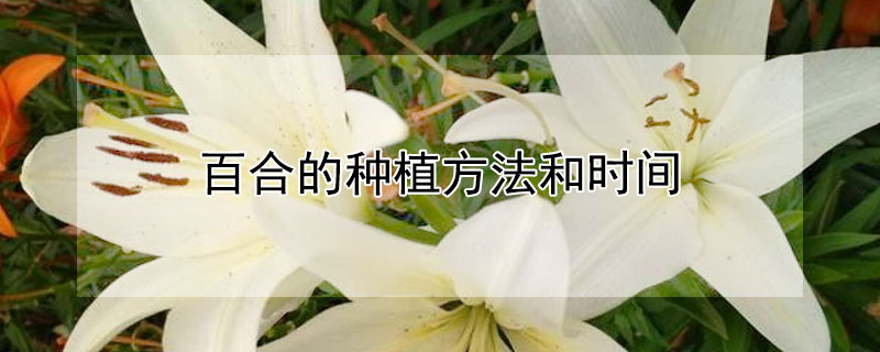 百合的种植方法和时间 玉米百合的种植方法和时间