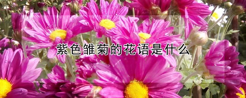 紫色雏菊的花语是什么（紫色雏菊的花语是什么意思）