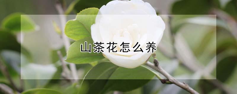 山茶花怎么养（山茶花怎么养才能更旺盛）