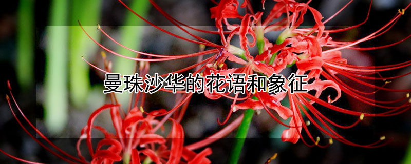 曼珠沙华的花语和象征 曼珠沙华的花语是