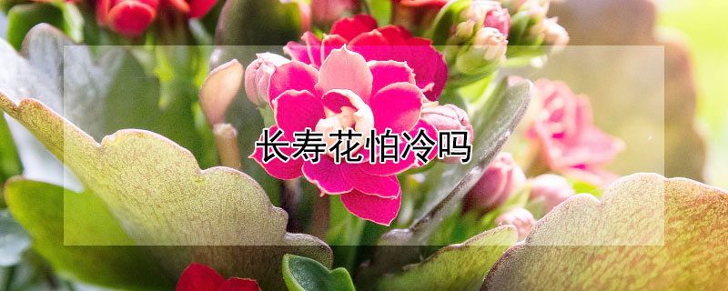 长寿花怕冷吗（长寿花怕冷吗?适合多少温度）