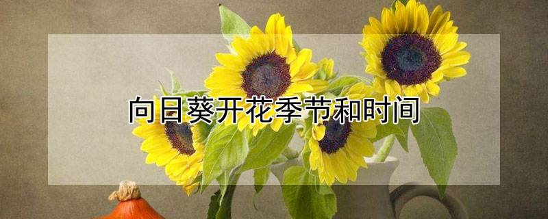 向日葵开花季节和时间（向日葵开花季节和时间准确）