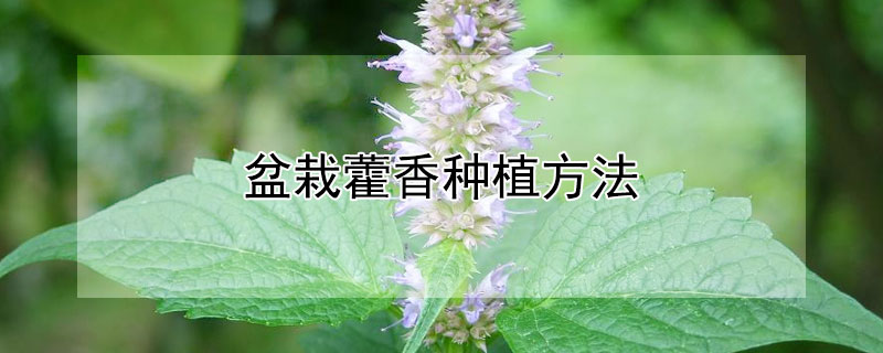 盆栽藿香种植方法（藿香的种植方法）