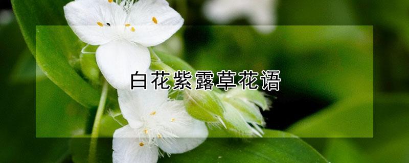 白花紫露草花语 紫星草花语