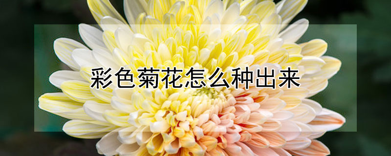 彩色菊花怎么种出来 菊花怎么画色彩