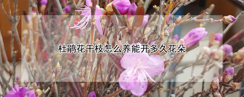 杜鹃花干枝怎么养能开多久花朵（干枝杜鹃怎么养才能开花）