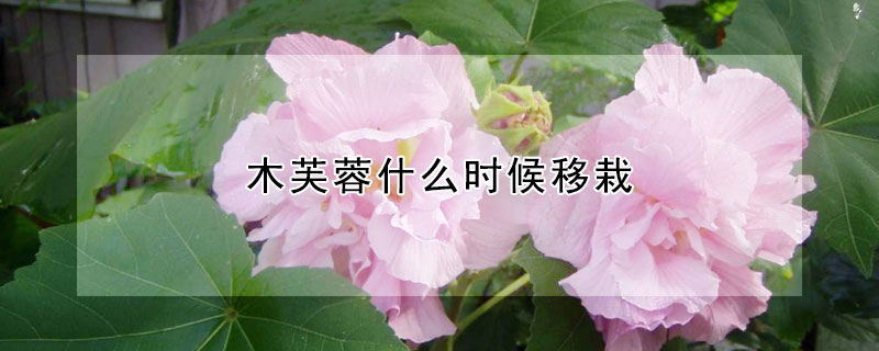 木芙蓉什么时候移栽（木芙蓉种植几年后开花）