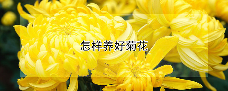 怎样养好菊花（菊花怎么养注意什么）