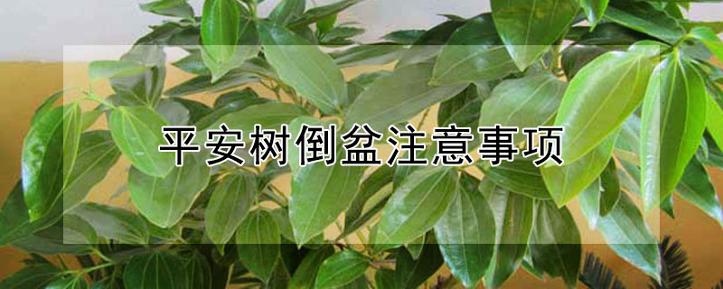 平安树倒盆注意事项（给平安树换盆全程实录）